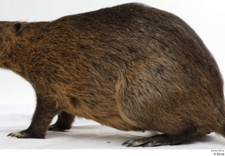 Nutria whole body 0014.jpg